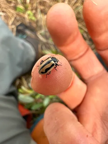 Sickle-marked Lady Beetle