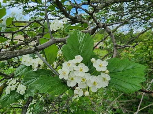 Pea Hawthorn