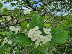 Pea Hawthorn thumbnail 1