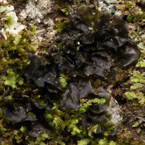 Tree Jelly
