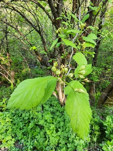 Brainerd's Hawthorn