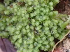 Alpine Jagged Notchwort thumbnail 2