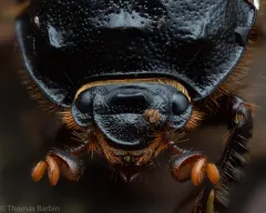 Stout Earth-boring Scarab Beetle thumbnail 2