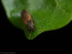 Thevenet's Click Beetle thumbnail 4