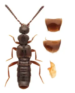 Dissected Minute Rove Beetle thumbnail 2