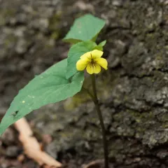 Halberd-leaved violet thumbnail 2