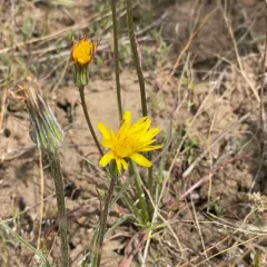sagebrush false-dandelion thumbnail 3