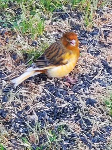 Island Canary