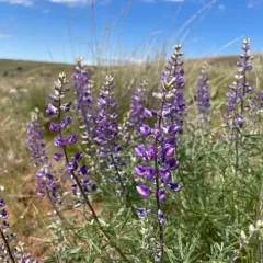 Longspur Lupine thumbnail 2