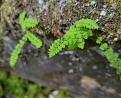 smooth woodsia thumbnail 4