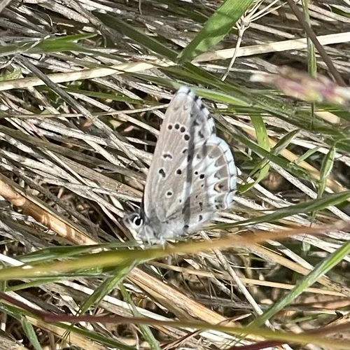 Arrowhead Blue
