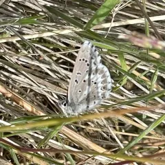 Arrowhead Blue thumbnail 1