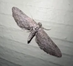 Eupithecia behrensata thumbnail 3