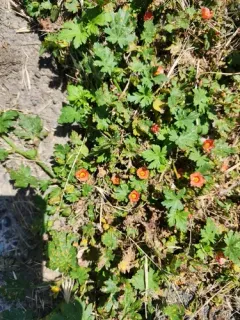 Carolina Bristlemallow thumbnail 4