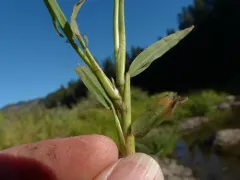 knot grass thumbnail 2