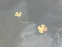clover fern thumbnail 4