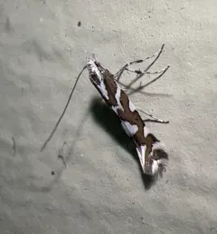 Marbleseed Leafminer thumbnail 3