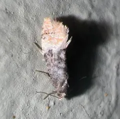 Birch Conch thumbnail 4