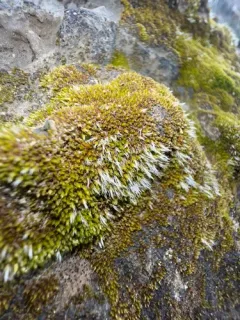Grimmia plagiopodia thumbnail 1
