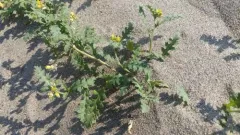 columbia yellow cress thumbnail 2