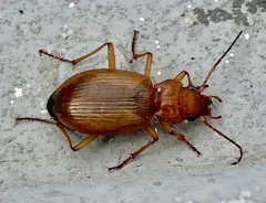 Nebria diversa thumbnail 4