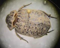 Hide beetle thumbnail 2