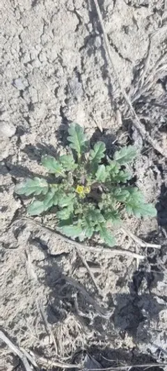 Playa Phacelia thumbnail 2