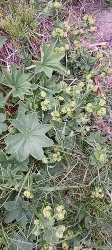 Pale Lady's-mantle