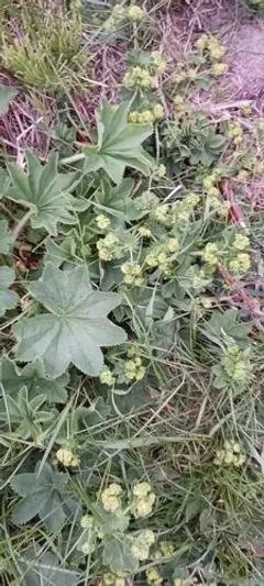 Pale Lady's-mantle thumbnail 1