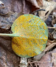 wintergreen rust thumbnail 2
