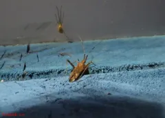 Phytocoris lasiomerus thumbnail 4