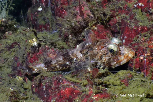 Fringed Sculpin