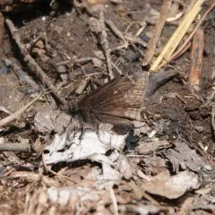 Juvenal's Duskywing thumbnail 4