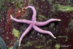 Sand-paper Henricia thumbnail 3