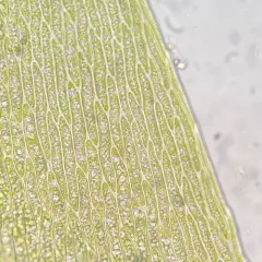 New England Willowmoss thumbnail 3