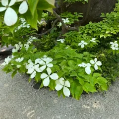 kousa dogwood thumbnail 3