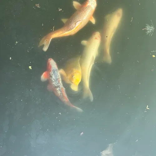 Amur Carp