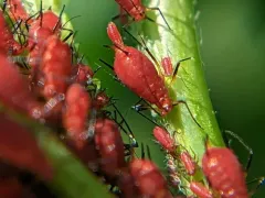 Dusky-tailed Sunflower Aphid thumbnail 3