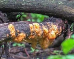 deer vomit thumbnail 2