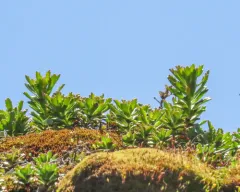 Hybrid Stonecrop thumbnail 4