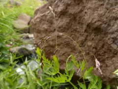 marsh bluegrass thumbnail 3
