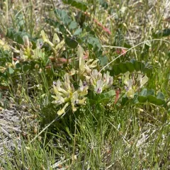Freckled Milkvetch thumbnail 3