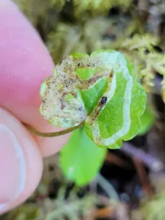 Phytomyza mitellae thumbnail 4