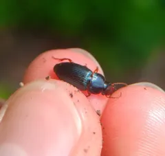 Harpalus rubripes thumbnail 2