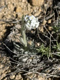 Snake River Cryptantha thumbnail 3