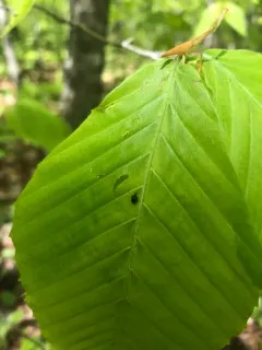 Piazorhinus scutellaris thumbnail 3