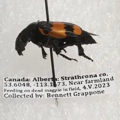 Boreal Burying Beetle thumbnail 1