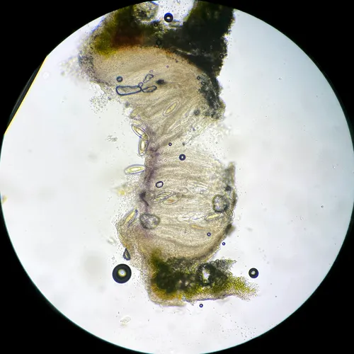 Pertusaria rubefacta
