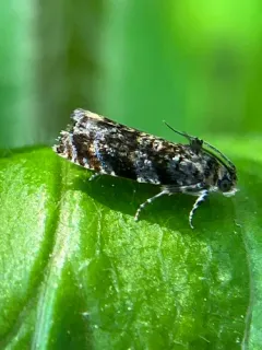 Pristerognatha agilana thumbnail 2