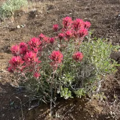 Desert Paintbrush thumbnail 3